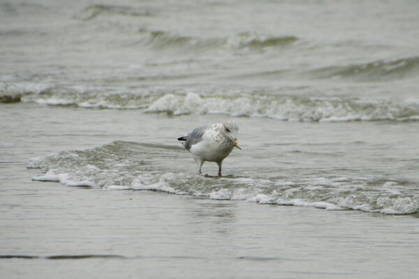 console de jeux pas cher