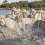décoration de noël